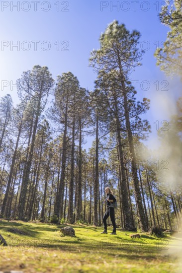 Woman walking through a lush pine forest, surrounded by towering trees and basking in sunlight. The