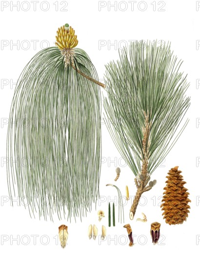 Swamp pine, Pinus palustris, Pinus longifolia, Long-leaved Indian pine, tree, digitally enhanced