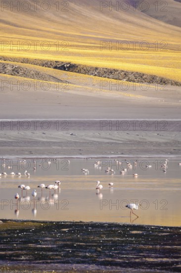 A serene view of flamingos wading in Laguna Grande at Catamarca, Argentina. The vibrant landscape