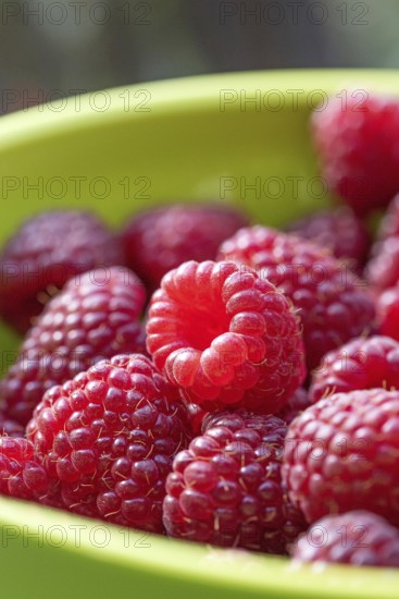 Autumn raspberry (Rubus idaeus 'Polka')