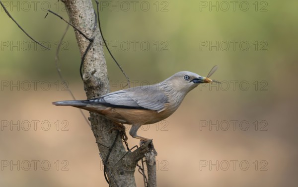 Chestnut-tailed Starling (Sturnia malabarica) with captured insect prey, Sreepur, Gazipur,