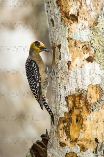 Golden-cheeked Woodpecker Melanerpes chrysogenys El Tuito, Jalisco, Mexico 10 June Adult Female