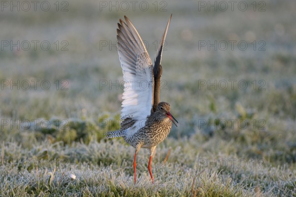 Rotschenkel (Tringa totanus), Redshank, balzendes Maennchen, mit Rauhreif, morgens, April, Insel