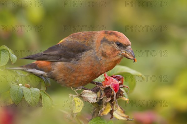 Common Crossbill - Fichtenkreuzschnabel - Loxia curvirostra ssp. curvirostra, Germany, adult male,