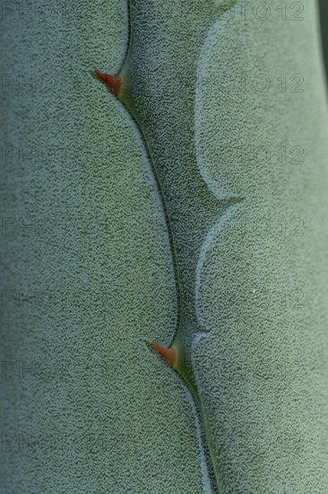 Macro shot of an agave plant showcasing its unique texture and structure, highlighting the