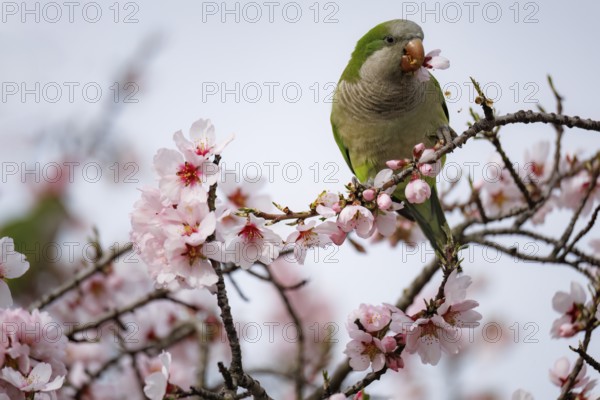A green parrot perches amidst delicate pink almond blossoms, creating a scene that embodies the