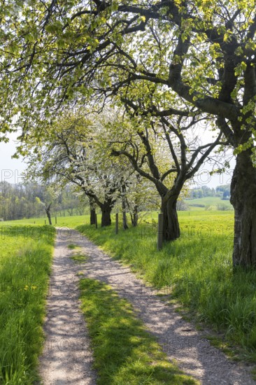 Hiking trail through a young avenue near Fördergersdorf, Kurort Hartha, Saxony, Germany