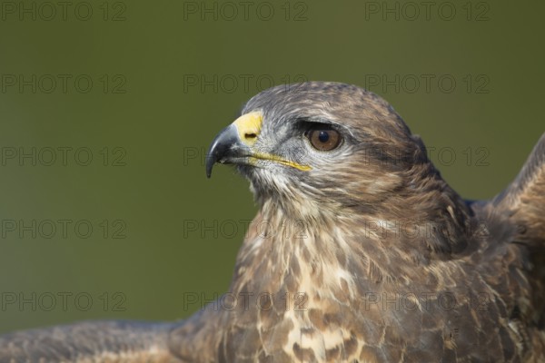 Common buzzard (Buteo buteo) adult bird of prey raptor head portrait, England, United Kingdom