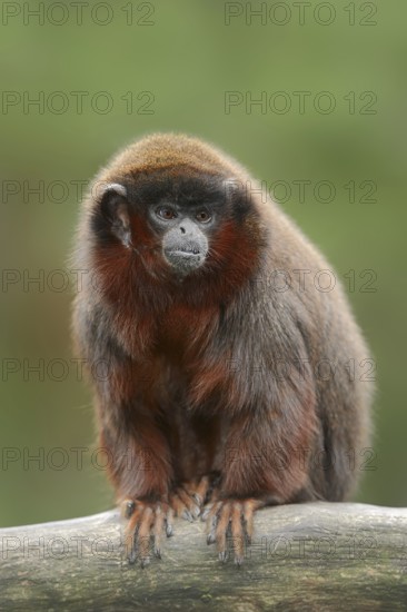Red jumping monkey or red titi (Plecturocebus cupreus, Callicebus cupreus), captive, occurring in