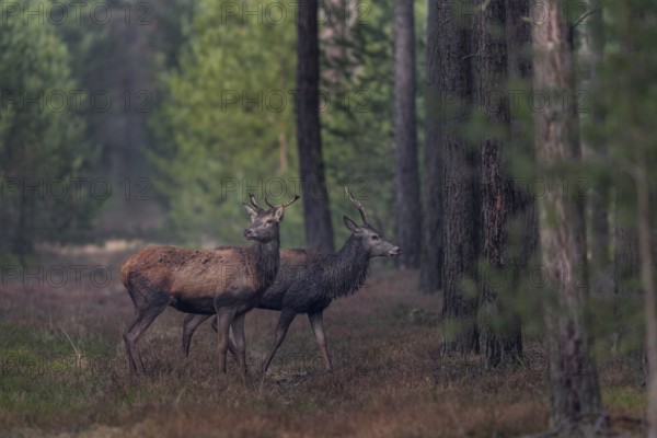 Some red deer (Cervus elaphus) seem nervous, probably they had wolf contact (Canis lupus) with a