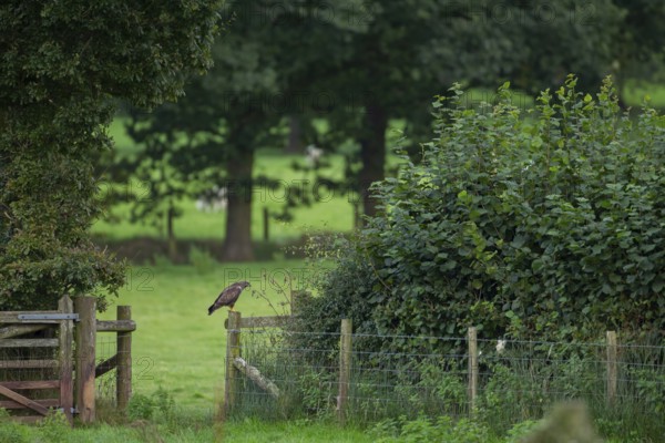 Common buzzard (Buteo buteo) adult bird of prey raptor on a countryside wooden fence, Wales, United