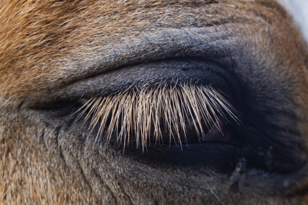 A detailed close-up of a horse's eye showcases the fine texture of its eyelashes and surrounding