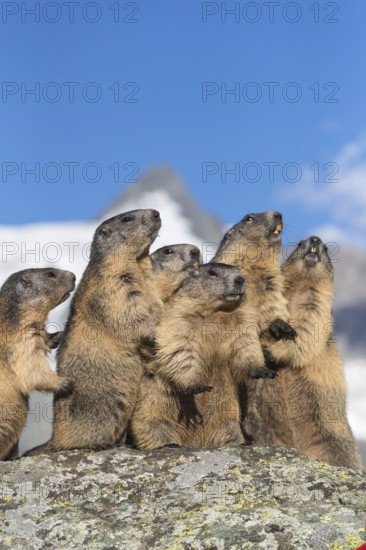 Group of Alpine Marmots, Marmota marmota, sideview portrait in early morning light. Grossglockner