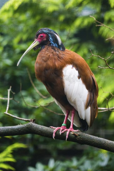 Madagascan ibis, Madagascar crested ibis (Lophotibis cristata), adult male perched on a branch,
