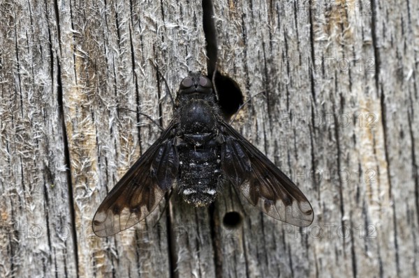 Black hoverfly (Anthrax morio), animals, insects, flies, fly, Baden-Württemberg, Federal Republic