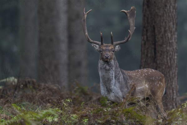 A fallow deer (Dama dama) leaves the rut and looks for a place to rest, autumn, rut, fallow deer