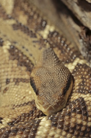 Central American bushmaster or Central American bushmaster (Lachesis stenophrys), captive,