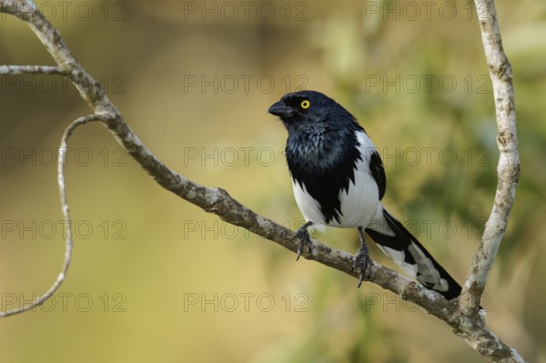 Magpie Tanager (Cissopis leverianus) perched on a branch in the Atlantic Rainforest Region of