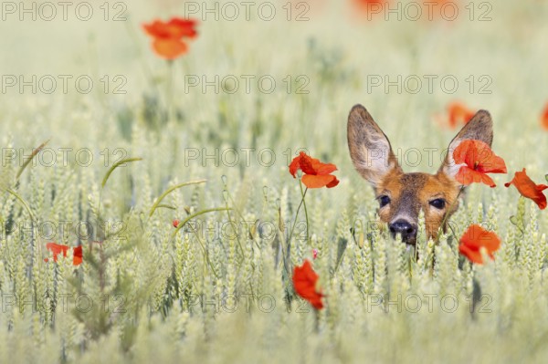 Roe deer, European roe deer, (Capreolus capreolus), hiding in a grain field, portrait, Hockenheim,