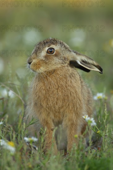 European brown hare (Lepus europaeus) juvenile leveret animal in grassland amongst wildflowers in