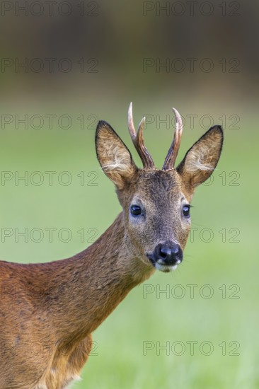 Curious European roe deer (Capreolus capreolus) young buck, male foraging in grassland at forest