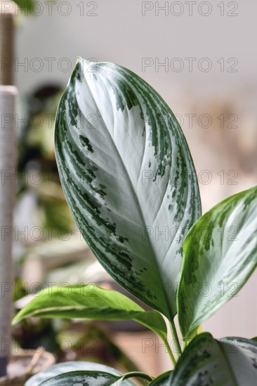 Leaf of tropical 'Aglaonema Silver Bay' houseplant with silver pattern