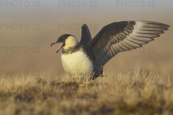Pomarine Jaeger (Stercorarius pomarinus) on the tundra in Northern Alaska