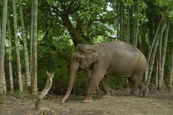 Asian elephant navigating through a dense bamboo forest in Thailand. The scene captures the