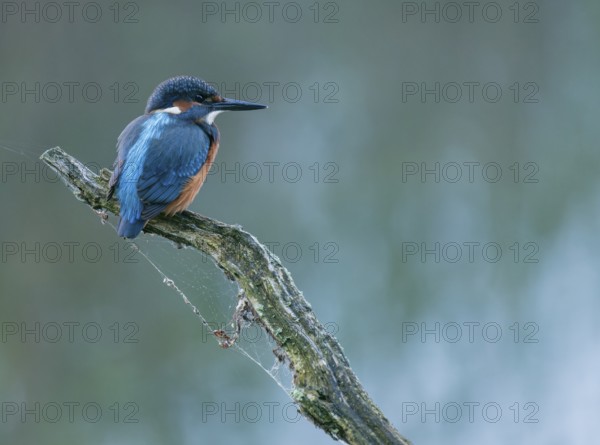 Kingfisher (Alcedo atthis) sitting on an old branch, perch and looking for prey, Lower Saxony,