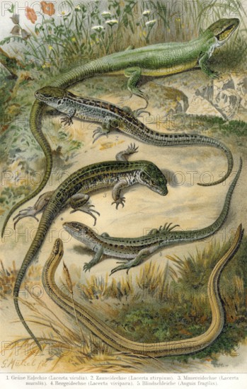 True lizards, historical graphic representation, 1896, historische Zeichnung, 1896, Echte Eidechse