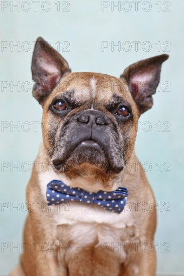 Portrait of cute fawn French Bulldog dog with blue bow tie in front of pastel blue studio