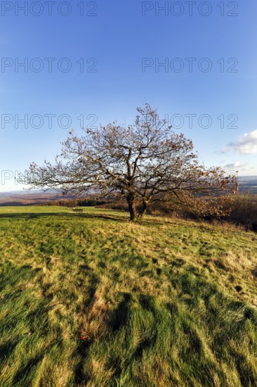 Oak (Quercus) with autumn-coloured leaves, solitary oak on a mountain top, Köterberg, Lügde,