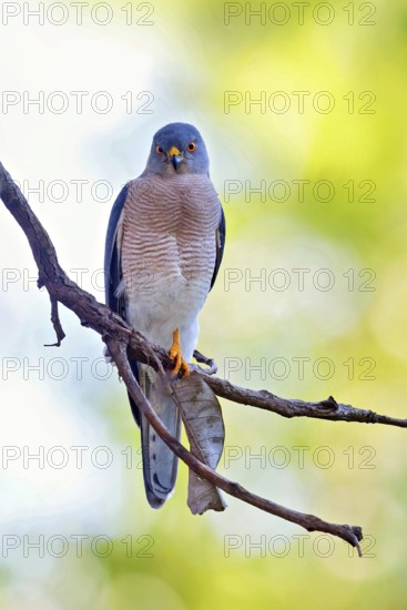 Schikra, Schikrasperber, (Accipiter badius), goshawk family, Brufut woods, Brufut, South Bank,