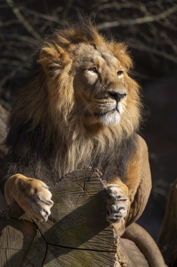 Asiatic Lion (Panthera leo persica), male lying on a tree trunk and looking attentively, occurring