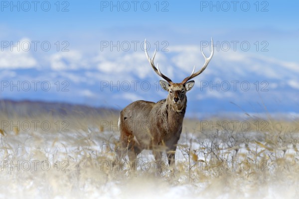 Sika deer, Cervus nippon yesoensis, on the snowy meadow, winter mountains and forest in the
