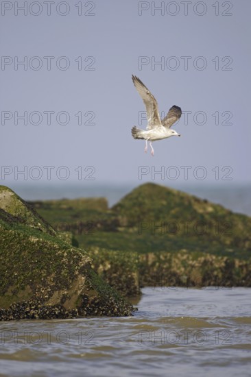 European Herring Gull (Larus argentatus) juvenile flying, Netherlands