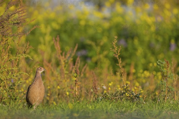 Common Pheasant (Phasianus colchicus) female, Rhineland-Palatinate, Germany