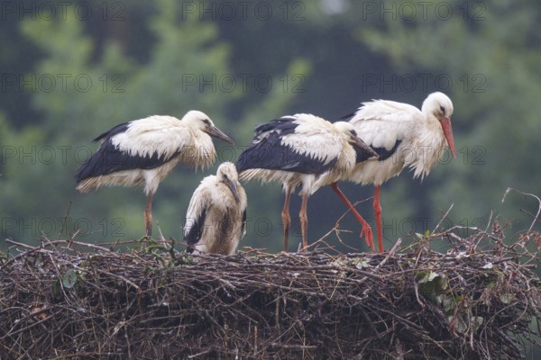 White Stork (Ciconia ciconia) with juveniles in nest, North Rhine-Westphalia, Germany