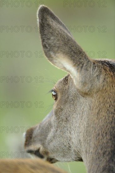 Close-up of a deer, focussing on the ear and the details of the fur in nature, red deer (Cervus