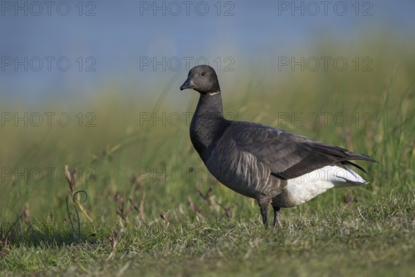 Ringelgans (Branta bernicla bernicla), Brent Goose, Altvogel, April, Insel Texel, Nordsee,