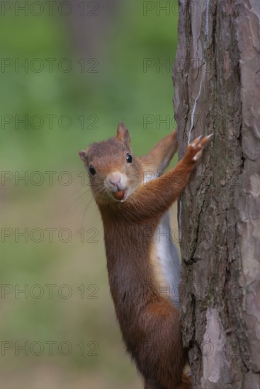 Red squirrel (Sciurus vulgaris) adult animal climbing a tree trunk carrying a nut in its mouth in