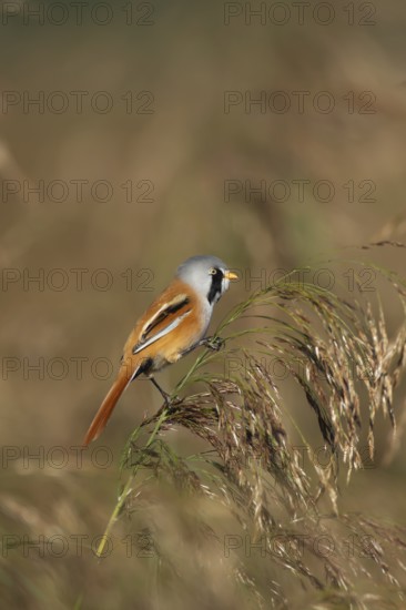 Bearded tit or reedling (Panurus biarmicus) adult male bird on a reed seedhead in a reedbed,