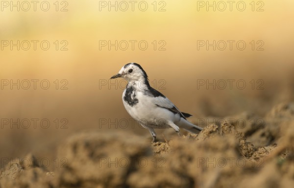 A white wagtail (Motacilla alba) stands on the ground against a blurred background, Sreepur,