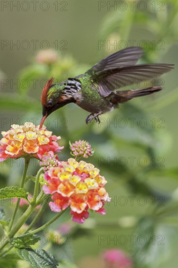 Frilled Coquette (Lophornis magnificus) flying and feeding at a flower in the Atlantic rainforest