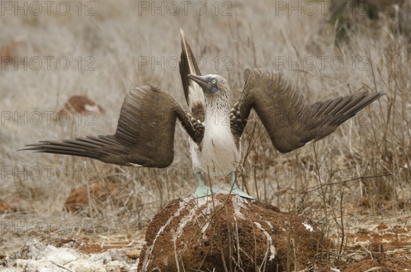 Blue-footed Booby displaying - North Seymour Island, Galapagos