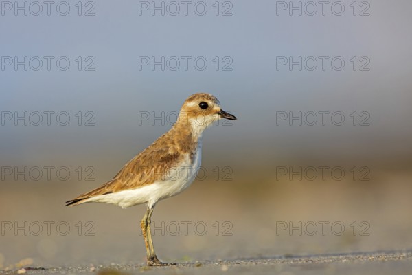Animals, Birds, Little Ringed Plover, Mongolian Plover, (Charadrius mongolus), Barr Al Hikman,