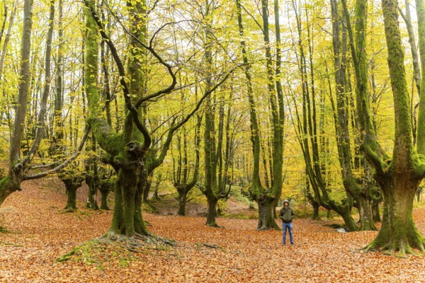 A man hikes through Gorbea Natural Park in the Basque Country, Spain, surrounded by vibrant autumn