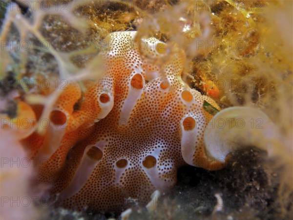 Sea strawberry (Aplidium elegans)
