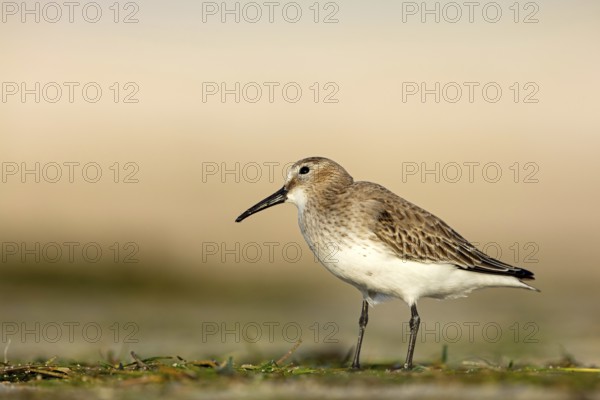 Dunlin, (Calidris alpina), snipe family, snipe, foraging, biotope, habitat, Barr Al Hikman,