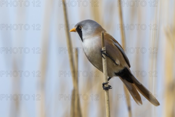 Bearded Reedling (Panurus biarmicus) male perched in reedbed, Mecklenburg-Western, Pomerania,